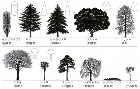 木形|樹形(ジュケイ)とは？ 意味や使い方